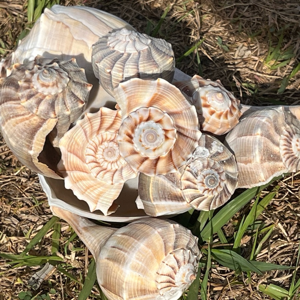 Natural Seashell Collection, set of 5 Florida lightning whelk shells 3”-12” - Picture 3 of 7